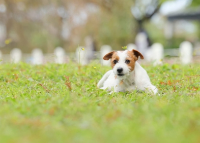 Cách chụp bokeh đẹp với ống kính zoom f/2.8