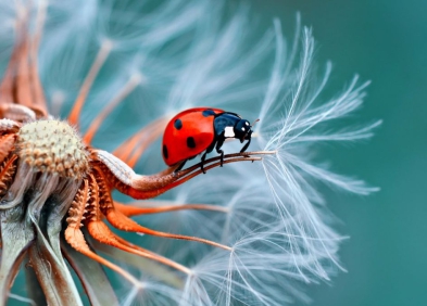 Chụp macro là gì? Mẹo chụp ảnh macro đẹp nhất